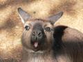 Kangaroo turns rude