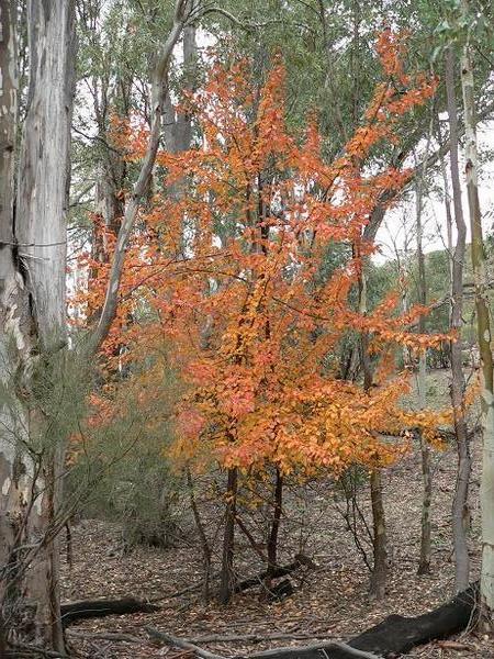 Foliage