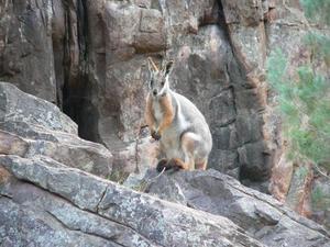 Probably a euro but possibly a rock wallaby