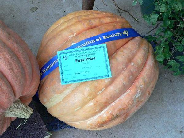 Prize-winning pumpkin