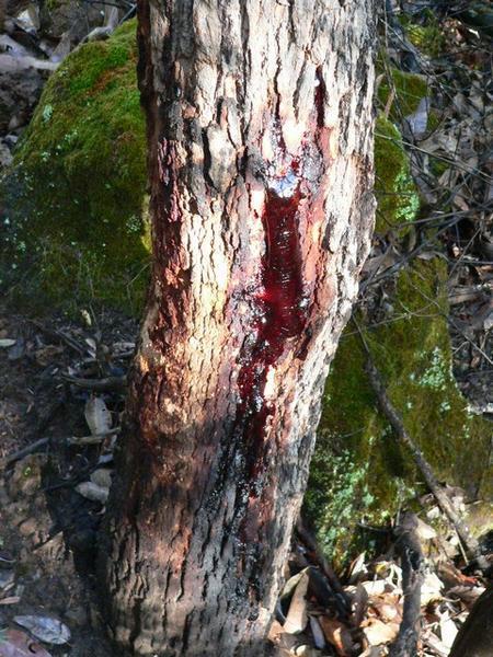 Bloodwood (?) at Barrabup Pool