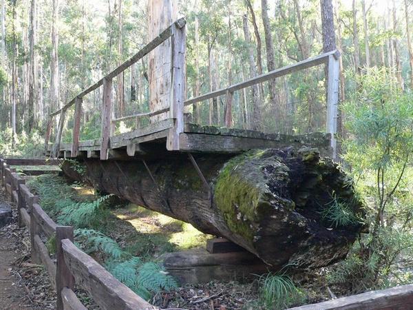 One Tree Bridge