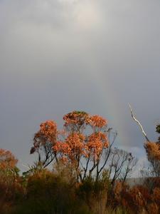 Rainbow and tree bough