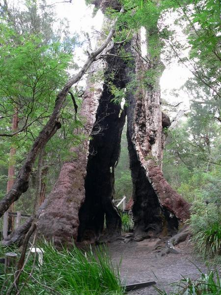Giant Tingle tree