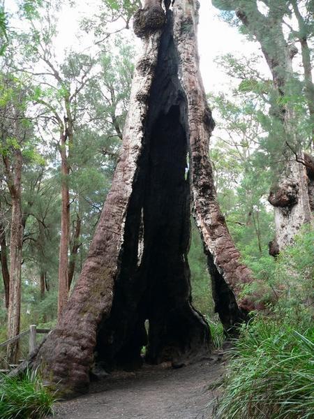 Giant Tingle tree