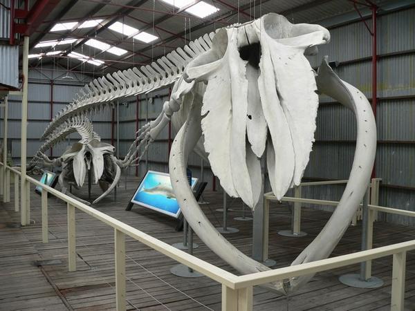 Blue whale and humpback whale skeletons