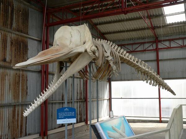 Sperm whale skeleton