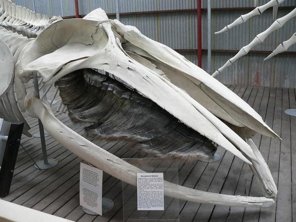Humpback whale head