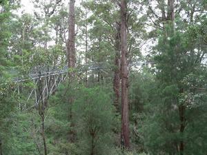 Treetop Walk in the Valley of the Giants