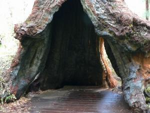 Tingle tree base on Ancient Empire trail