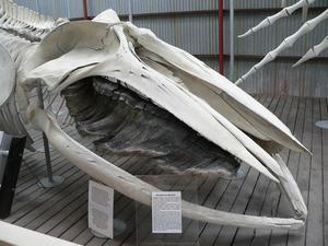 Humpback whale head