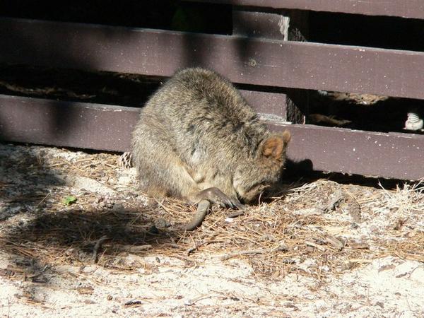 First quokka of the trip