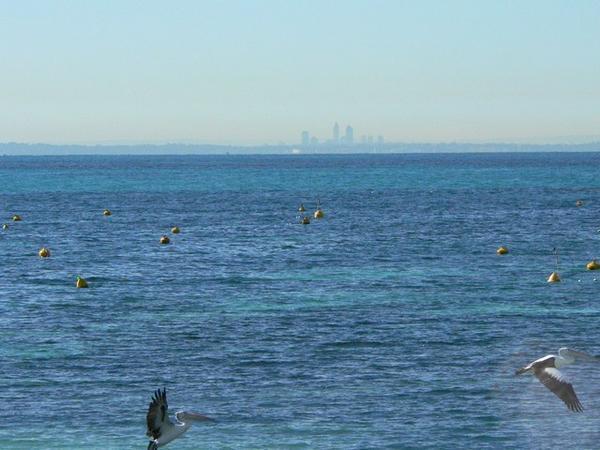 Perth and pelicans