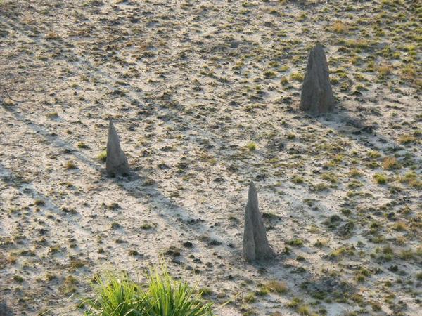Termite mounds