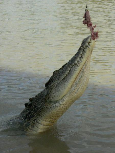 Croc jumping for food