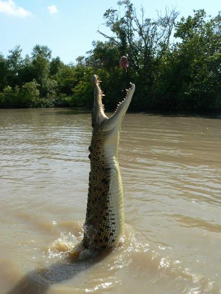 Croc jumping for food