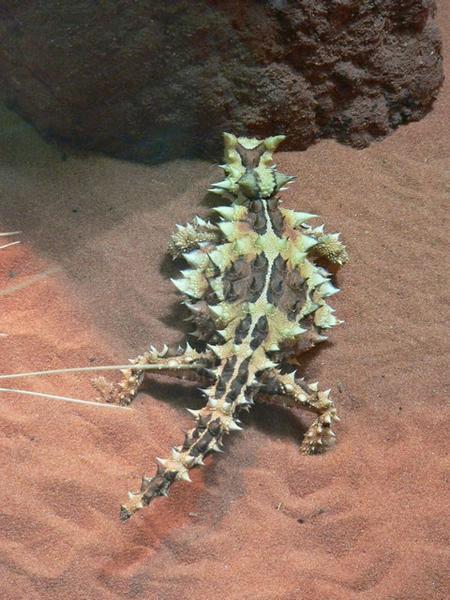 Thorny Devil munching on some ants