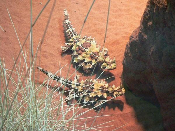 Thorny Devils munching on some ants