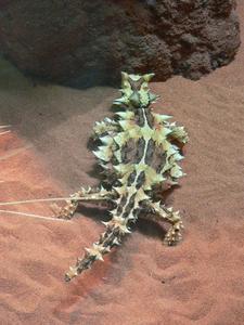 Thorny Devil munching on some ants
