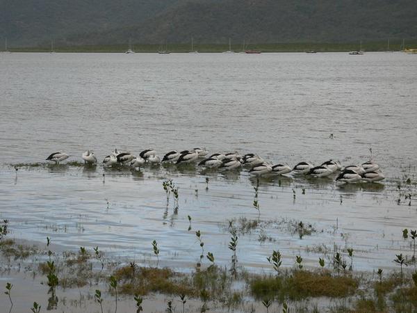 Cluster of pelicans