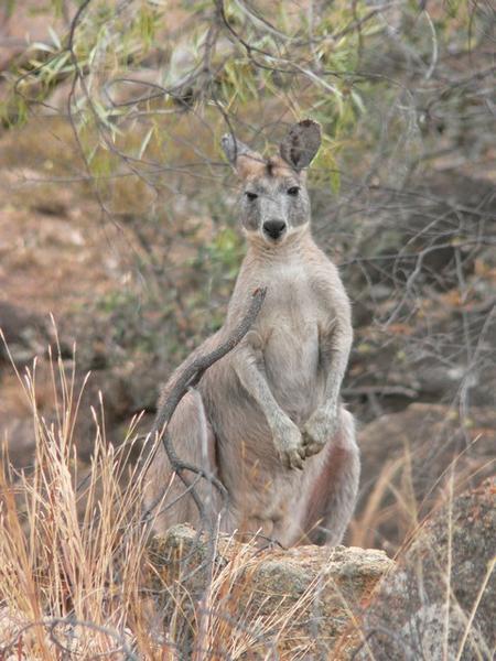 Eastern Grey kangaroo