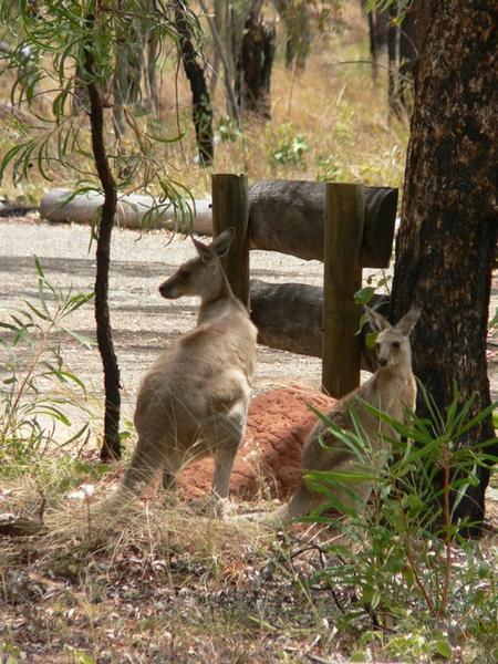 Eastern Grey kangaroos