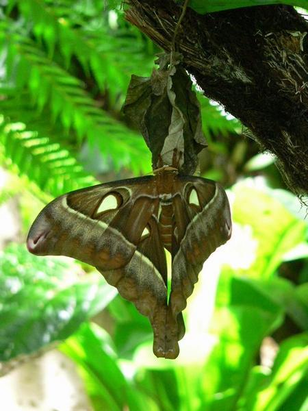 Hercules moth at Kuranda Butterfly Sanctuary