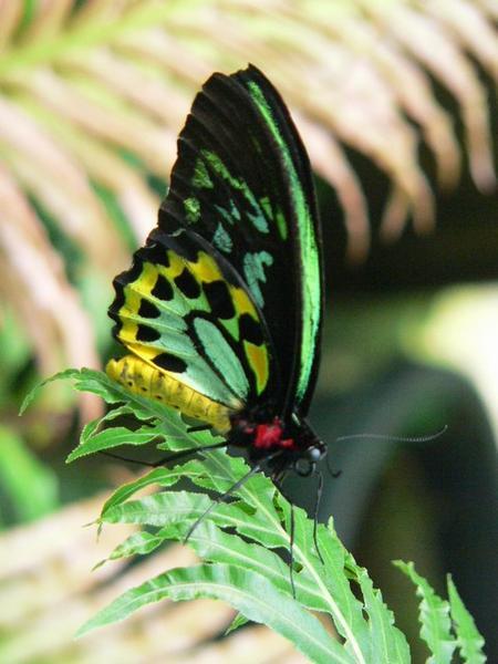 Cairns birdwing at Kuranda Butterfly Sanctuary
