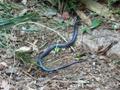 Yellow-bellied black snake at Lake Barrine