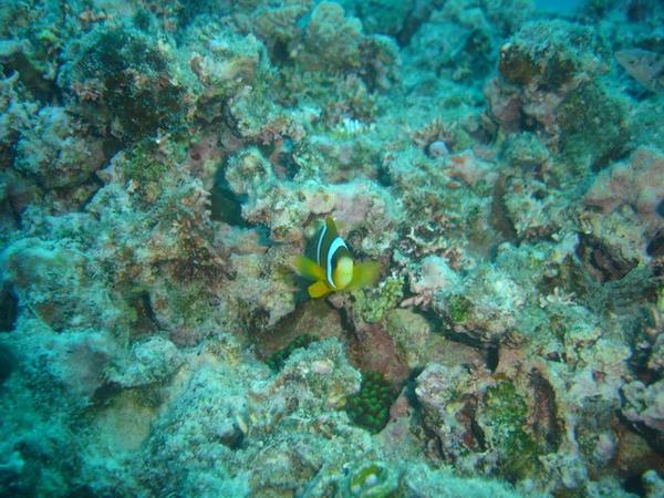 Clownfish