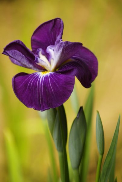Flower - Iris