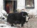 Yak, Ganden monastry, Lhasa