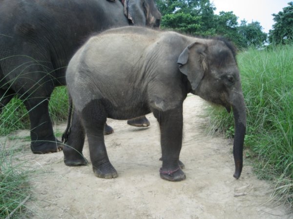 Baby elephant who just wanted to play