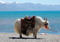 Yak