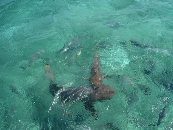 2 Nurse sharks and a School of Snappers we swam with