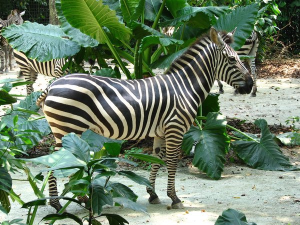 Can you find the Zebra?