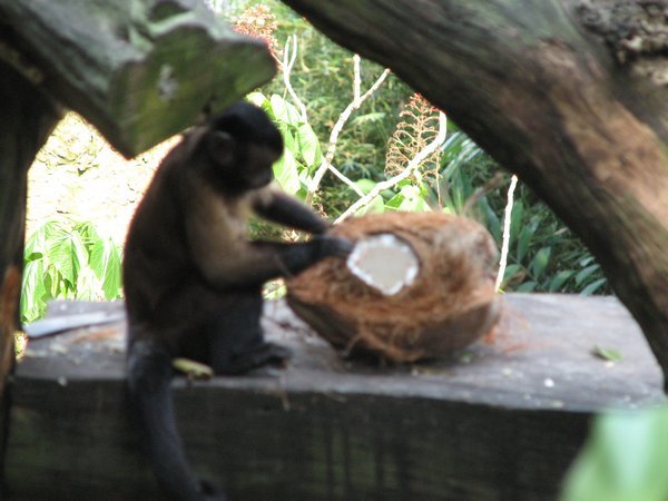 Smart monkey!