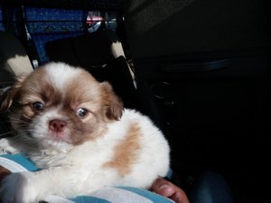 A pup on the bus!