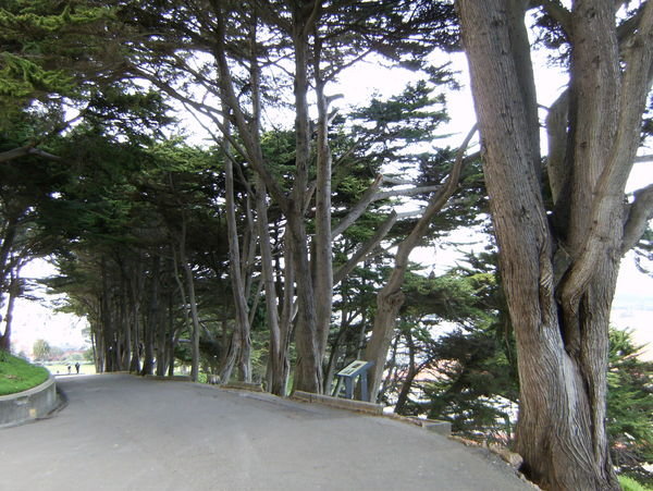 Tree Lined Bike Path
