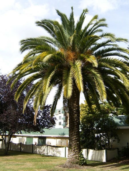 Big ole palm tree