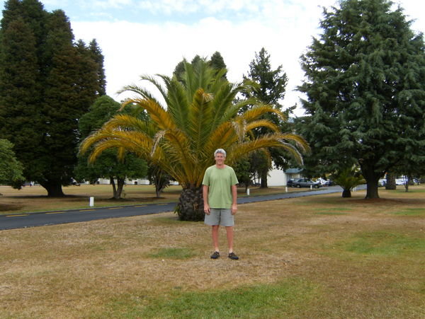 Me and the Palm Tree