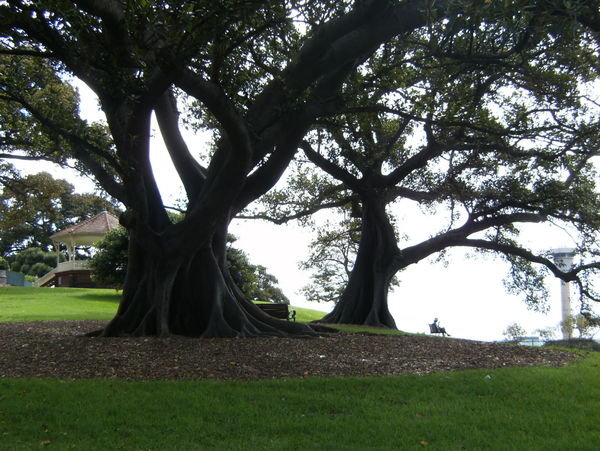 Trees on Sydney Observatory Grounds