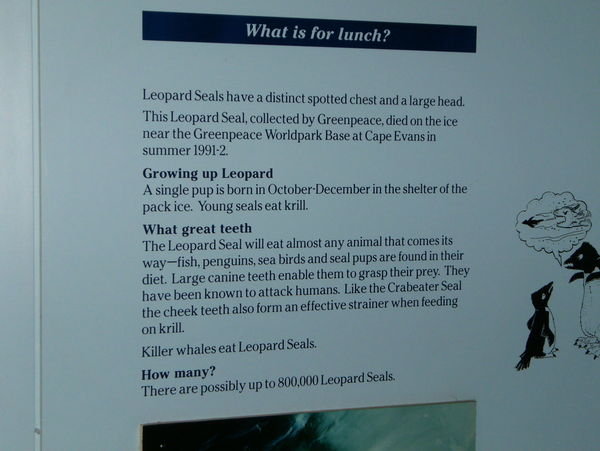 Leopard Seal Info