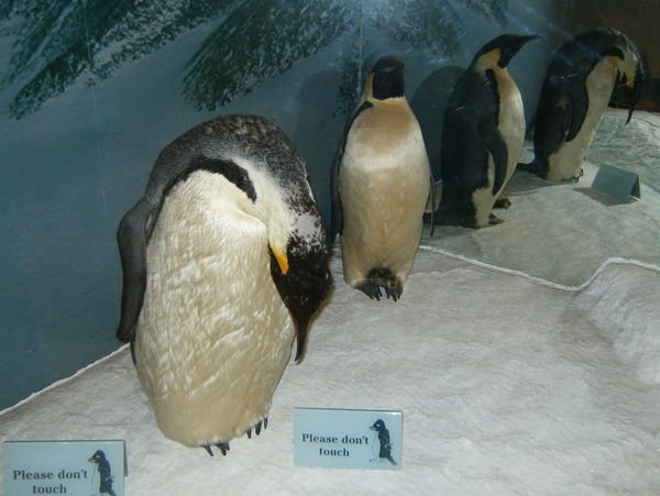 Stuffed Emperor Penguins