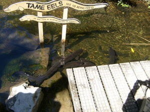 Tame Eels eh?