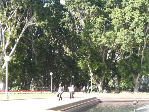 Large Trees in the park