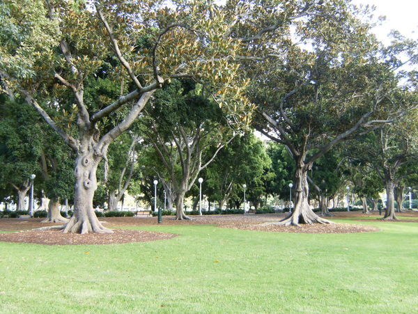 More Grande Trees