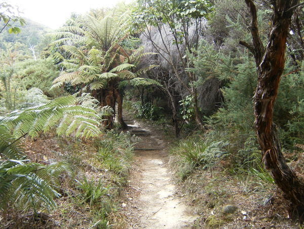 Fern Lined Trail