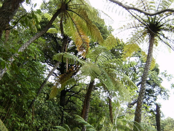 Giant Tree Ferns