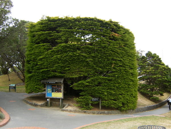 Huge Sculpted Tree